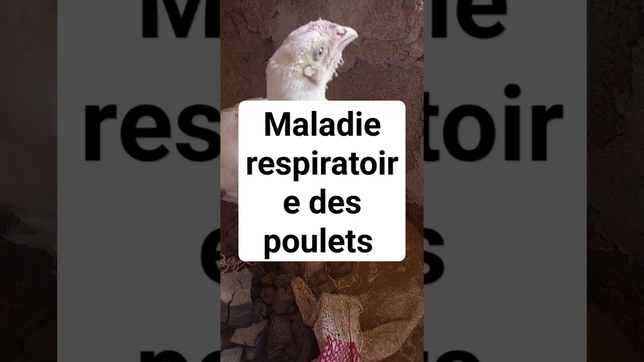 Maladie respiratoire des poulets