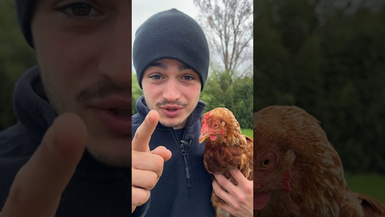 DES POULES EN PLEINE FORME 🐓👨‍🌾 #poules   #poulailler #ferme #oeufs