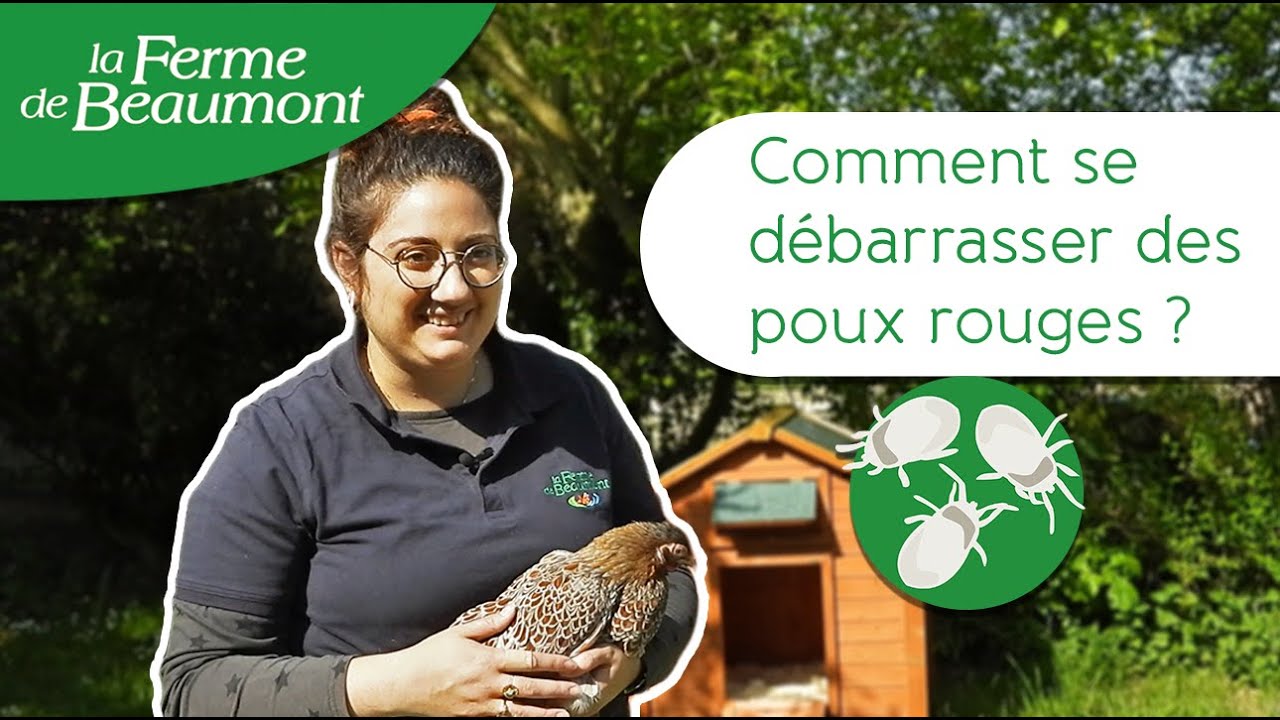 Comment se débarrasser des poux rouges dans le poulailler ? Conseils de la Ferme de Beaumont